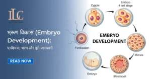 Embryo Development: Process, Stages, and Complete Information