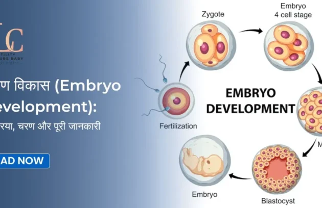Embryo Development: Process, Stages, and Complete Information