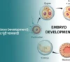 भ्रूणविकास (Embryo Development) प्रक्रिया, चरण और पूरी जानकारी