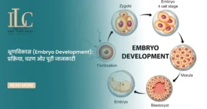भ्रूणविकास (Embryo Development) प्रक्रिया, चरण और पूरी जानकारी