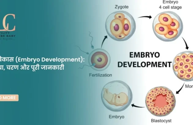 भ्रूणविकास (Embryo Development) प्रक्रिया, चरण और पूरी जानकारी