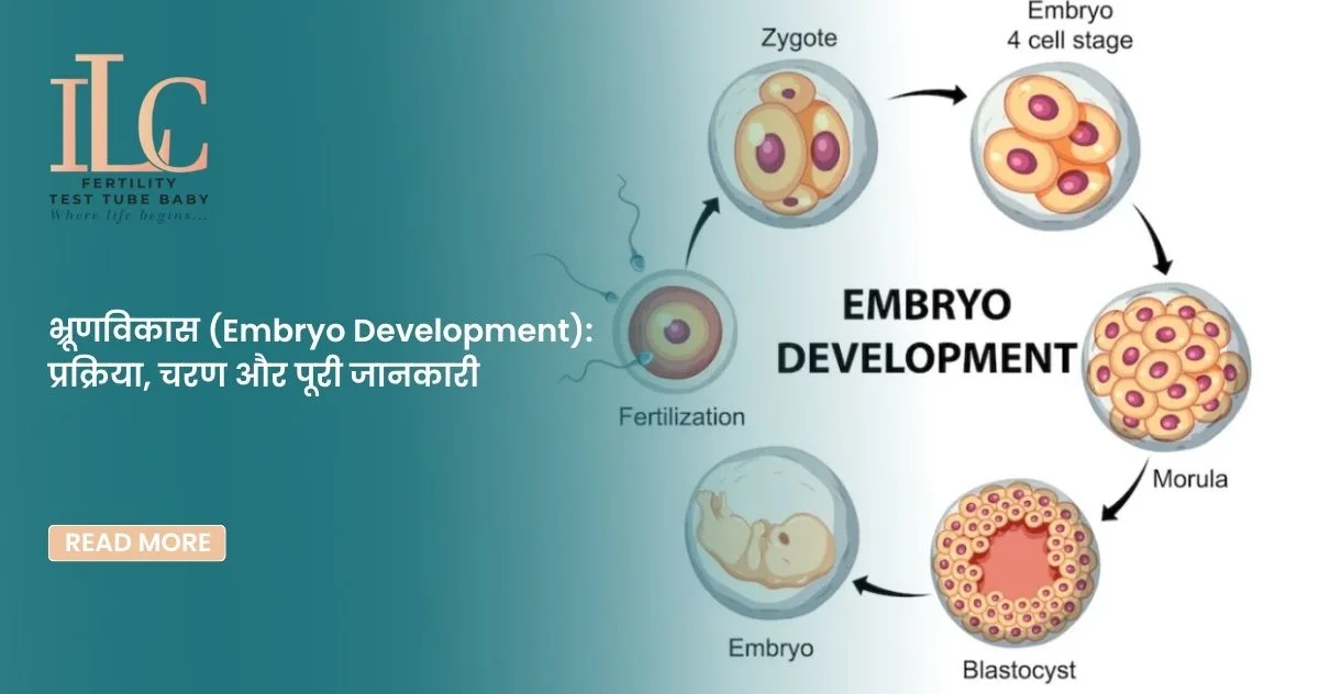 भ्रूणविकास (Embryo Development) प्रक्रिया, चरण और पूरी जानकारी